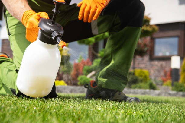 Best Wasp Removal Services  in Rochester, NH