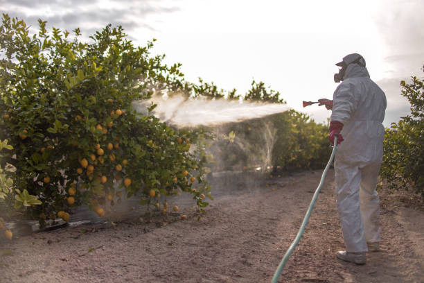 Best Wasp Removal Services  in Rochester, NH
