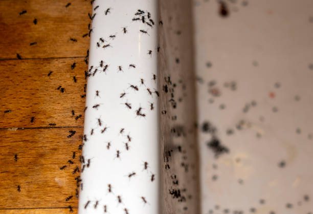 Best Pest Control Near Me  in Rochester, NH