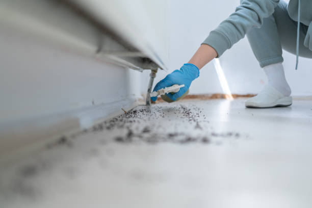 Best Rat Extermination Near Me  in Rochester, NH